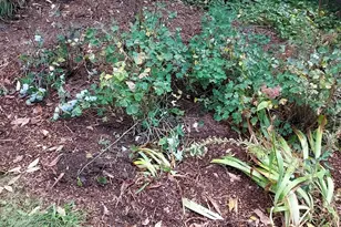 518 Western Ave, Berlin, NH 03570 - Photo 37