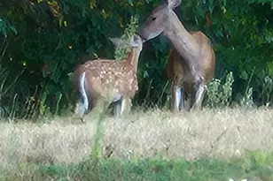 12 Tarah Wy, Fremont, NH 03044 - Photo 49