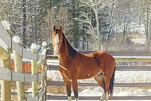 484 Old Swanzey Rd, Chesterfield, NH 03462 - Photo 57
