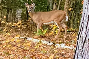 5 Windgate Terrace, Haverhill, NH 03785 - Photo 3