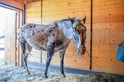 100 Cram Road, Sanbornton, NH 03269 - Photo 37