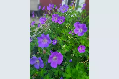 25 Marshall Avenue, Hartford, VT 05001 - Photo 49