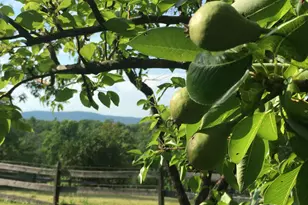 184 Deerfield Rd, Nottingham, NH 03290 - Photo 55