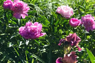 35 Pinnacle Ridge Rd, Meredith, NH 03253 - Photo 37