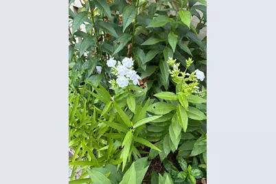 38 Old Manchester Road, Amherst, NH 03031 - Photo 45