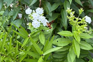 38 Old Manchester Rd, Amherst, NH 03031 - Photo 45