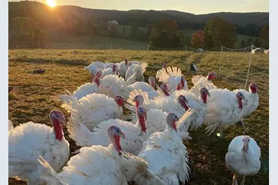 344 Morrie Road, Washington, VT 05675 - Photo 13