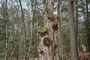 234 Old Cheshire Turnpike, Walpole, NH 03608 - Photo 5