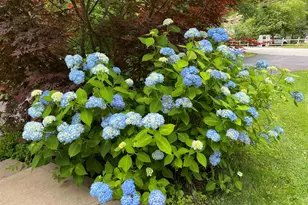 7 Birchwood Dr, Derry, NH 03038 - Photo 49