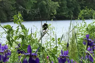 13 Ferry Rd, Bow, NH 03304 - Photo 57