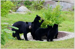 21 Quarry Rd, Campton, NH 03223 - Photo 59