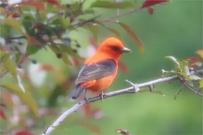 21 Quarry Road, Campton, NH 03223 - Photo 55