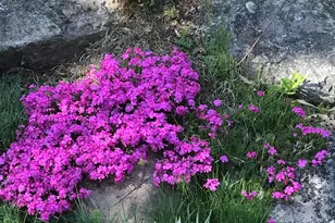 147 Ham Woods Rd, Alton, NH 03809 - Photo 59