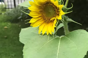 147 Ham Woods Rd, Alton, NH 03809 - Photo 51