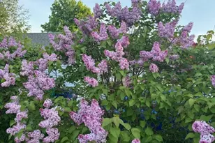 6 Rice Terrace, Hampton, NH 03842 - Photo 37