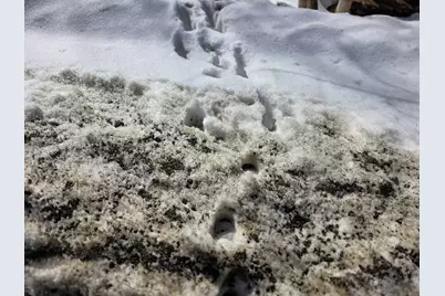 00 Turkey Mountain Road, Jamaica, VT 05343 - Photo 19