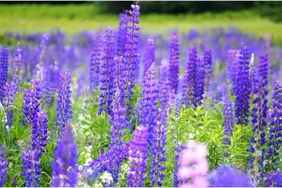 0 Cannon View Drive, Sugar Hill, NH 03586 - Photo 29