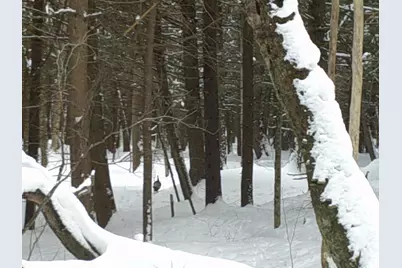 0 Plot Road #2, Johnson, VT 05656 - Photo 13