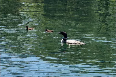 39 North Shore Road, New Durham, NH 03855 - Photo 5