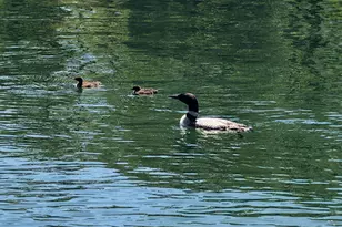 39 N Shore Rd, New Durham, NH 03855 - Photo 5