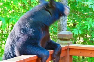 77 Wild Acre Dr, Washington, NH 03280 - Photo 43