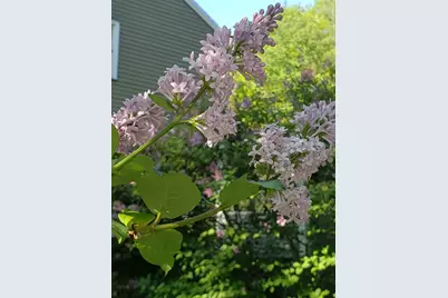 71 Deerwood Hollow, Chester, NH 03036 - Photo 43