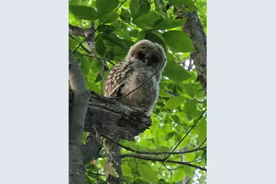 21 Gould Hill Road, Hopkinton, NH 03229 - Photo 55