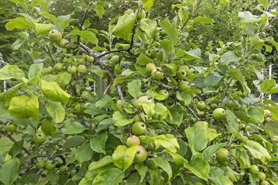 30 Leopard's Leap Road, Meredith, NH 03253 - Photo 19