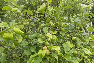 30 Leopard&apos S Leap Rd, Meredith, NH 03253 - Photo 19