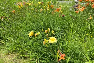 533 Juniper Hill Rd, Stoddard, NH 03464 - Photo 29