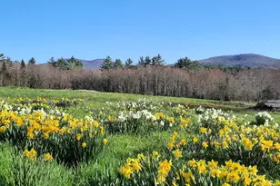 321 Center District Rd, Sugar Hill, NH 03586 - Photo 59