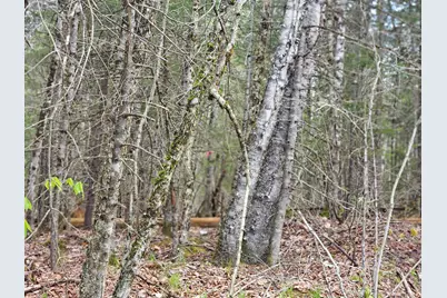 Lot 10.1 Wallace Hill Road, Franconia, NH 03580 - Photo 37