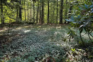 224 Forest Rd, Hancock, NH 03449 - Photo 5