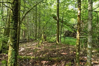 Lot 47-12 Broomstick Hill Road, Littleton, NH 03561 - Photo 33