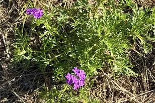 281 Oak Rd, Harper, TX 78631 - Photo 25