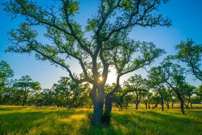 Tract 5 Wine Trail Dr, Johnson City, TX 78636 - Photo 7