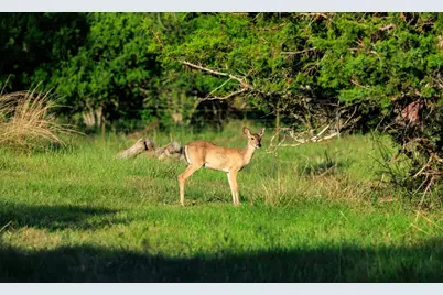 362 Kruse Hill Dr, Fredericksburg, TX 78624 - Photo 51