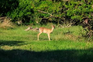 362 Kruse Hill Dr, Fredericksburg, TX 78624 - Photo 51
