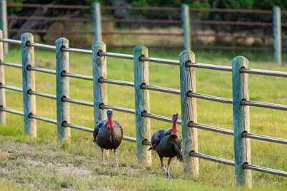 362 Kruse Hill Dr, Fredericksburg, TX 78624 - Photo 49