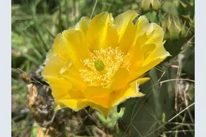 8812 Old Harper Rd, Fredericksburg, TX 78624 - Photo 5