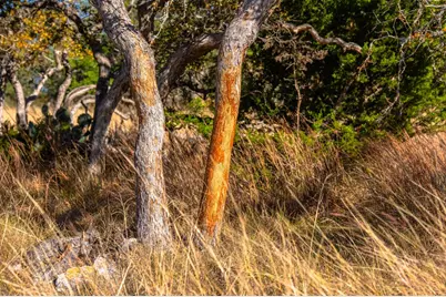 1357 Legacy Oaks Dr, Harper, TX 78631 - Photo 9