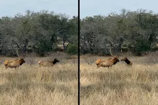 444 &amp 742 Klein Rd, Stonewall, TX 78671 - Photo 51