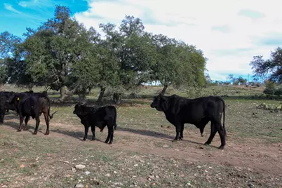 963 Josephine Rd, Harper, TX 78631 - Photo 13