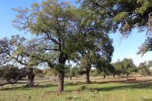 963 Josephine Rd, Harper, TX 78631 - Photo 1