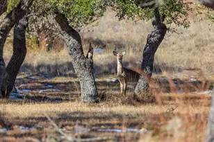 1783 Axis Cir, Fredericksburg, TX 78624 - Photo 45