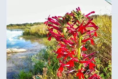0 Settemeyer Rd, Mason, TX 76856 - Photo 19