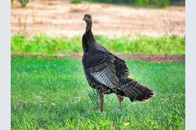 0 Settemeyer Rd, Mason, TX 76856 - Photo 13