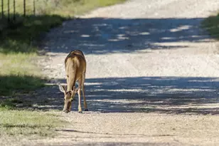 1763 Nixon Creek Rd, Fredericksburg, TX 78624 - Photo 37