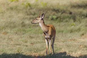 1763 Nixon Creek Rd, Fredericksburg, TX 78624 - Photo 39