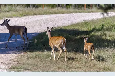 1763 Nixon Creek Rd, Fredericksburg, TX 78624 - Photo 41